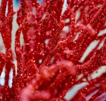 Fotografia per siti web e social