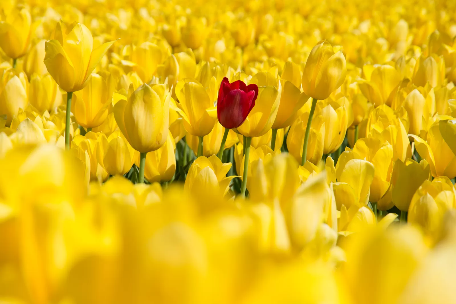 come differenziarsi nel web marketing