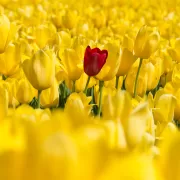 come differenziarsi nel web marketing