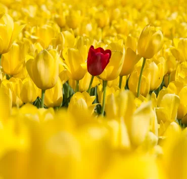 come differenziarsi nel web marketing