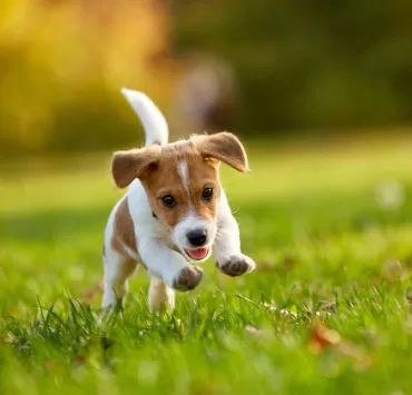 il cucciolo del content marketing: il content marketing piccole imprese