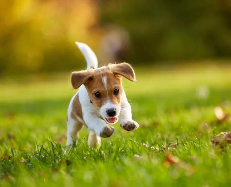 il cucciolo del content marketing: il content marketing piccole imprese