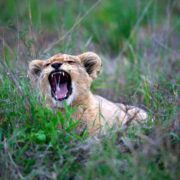 Le startup del mondo animale: un cucciolo di leone