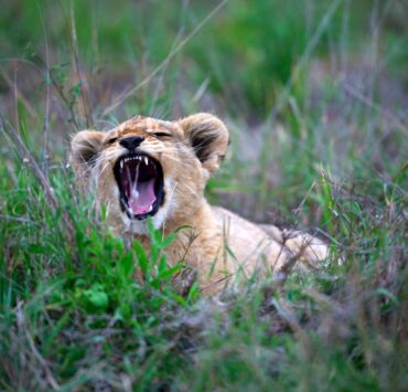 Le startup del mondo animale: un cucciolo di leone