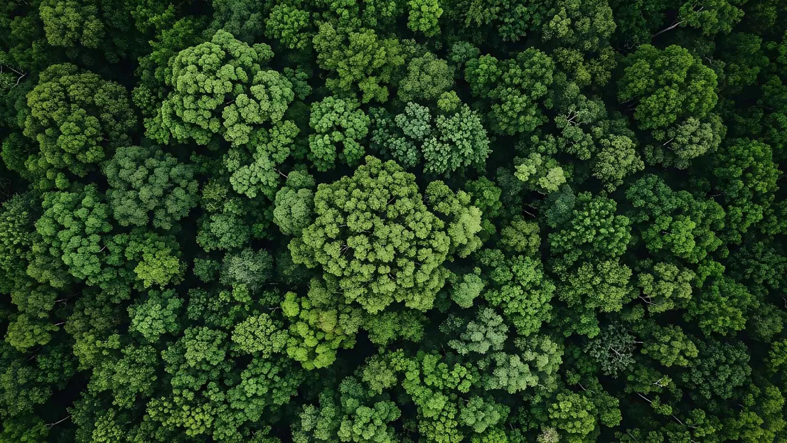 ecosistema digitale: social e sito lavorano insieme