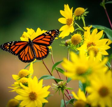 farfalla monarca su girasoli gialli