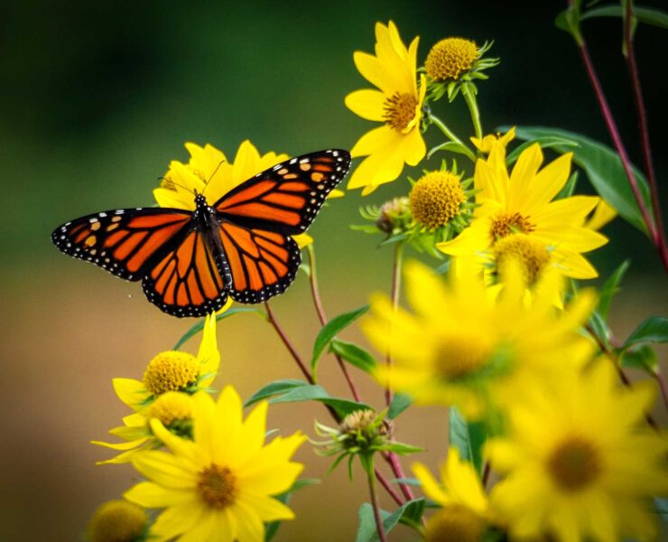 farfalla monarca su girasoli gialli