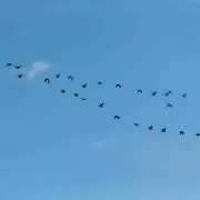 dei follower un po' particolari: uccelli in volo in formazione