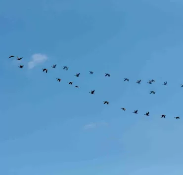 dei follower un po' particolari: uccelli in volo in formazione