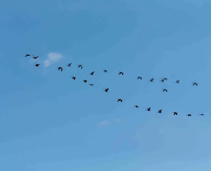 dei follower un po' particolari: uccelli in volo in formazione