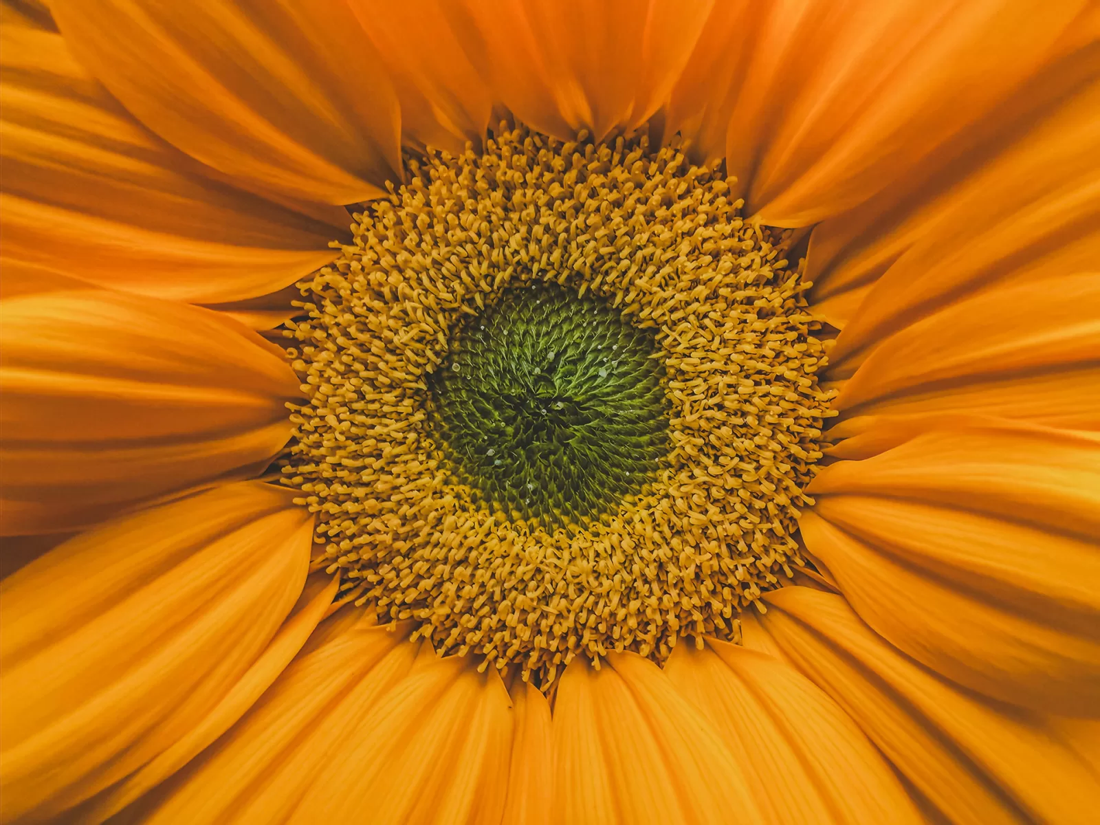 Girasole visto in macro, metafora di un mondo narrativo costruito attorno a un nucleo di significato condiviso