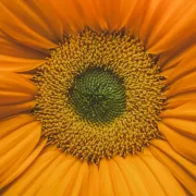 Girasole visto in macro, metafora di un mondo narrativo costruito attorno a un nucleo di significato condiviso