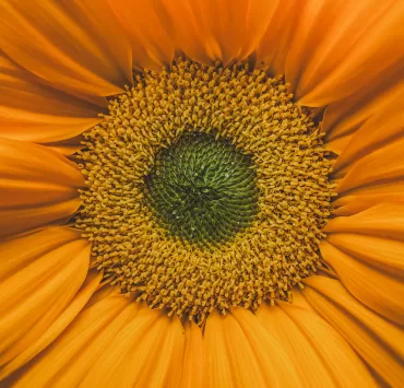 Girasole visto in macro, metafora di un mondo narrativo costruito attorno a un nucleo di significato condiviso