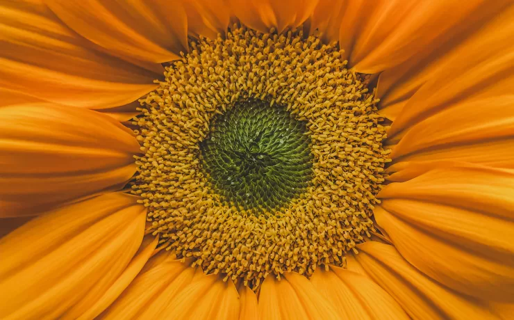 Girasole visto in macro, metafora di un mondo narrativo costruito attorno a un nucleo di significato condiviso