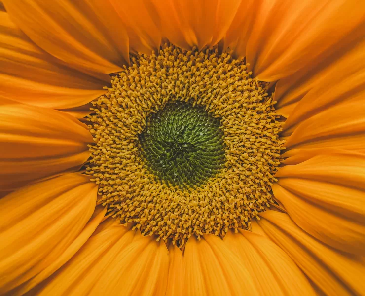 Girasole visto in macro, metafora di un mondo narrativo costruito attorno a un nucleo di significato condiviso