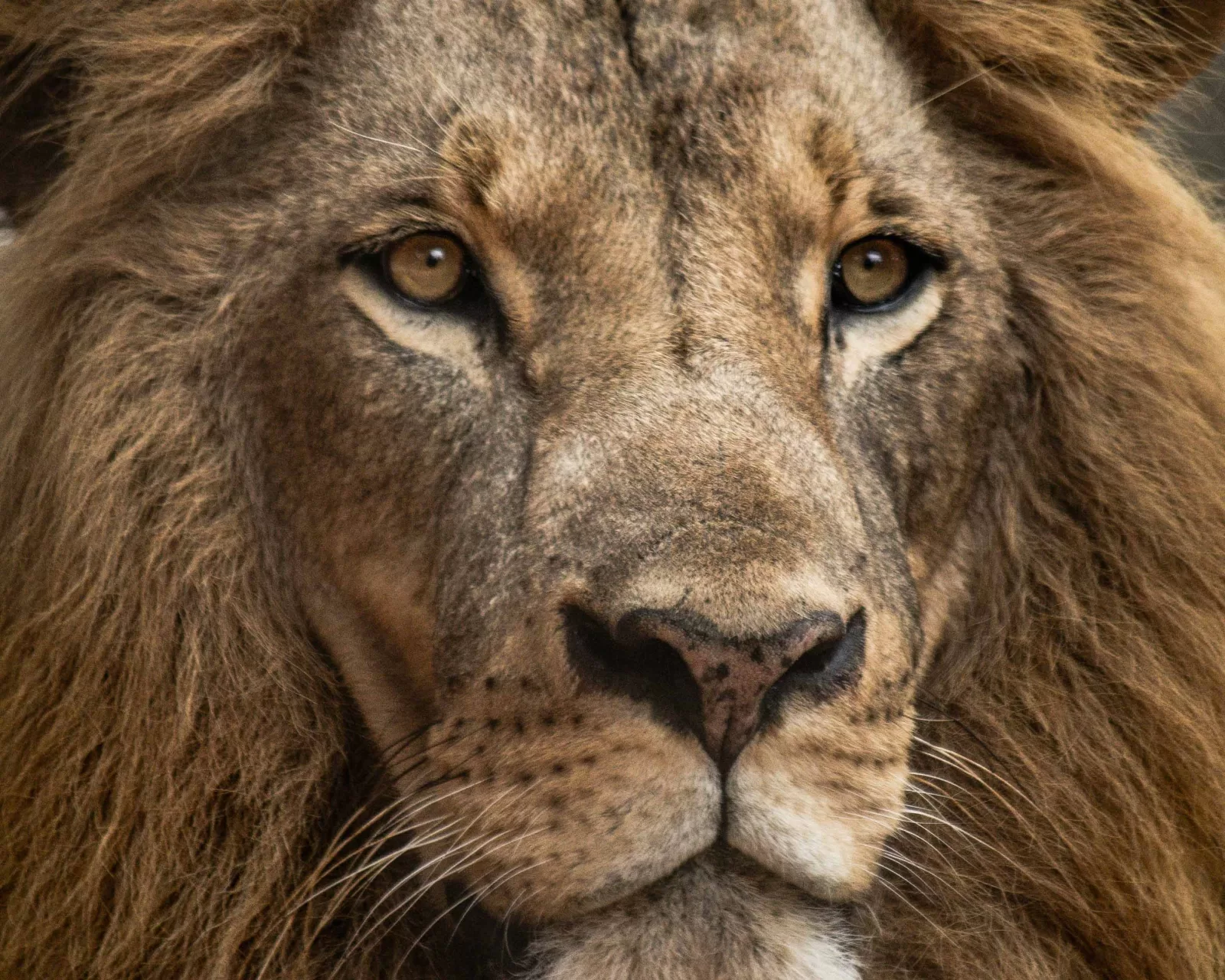 Primo piano di un leone utilizzato come metafora del contenuto nella comunicazione digitale