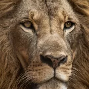 Primo piano di un leone utilizzato come metafora del contenuto nella comunicazione digitale