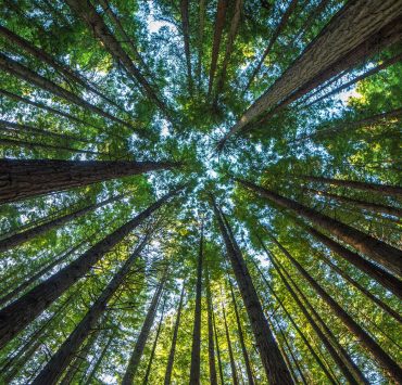 la foresta di Sharewood