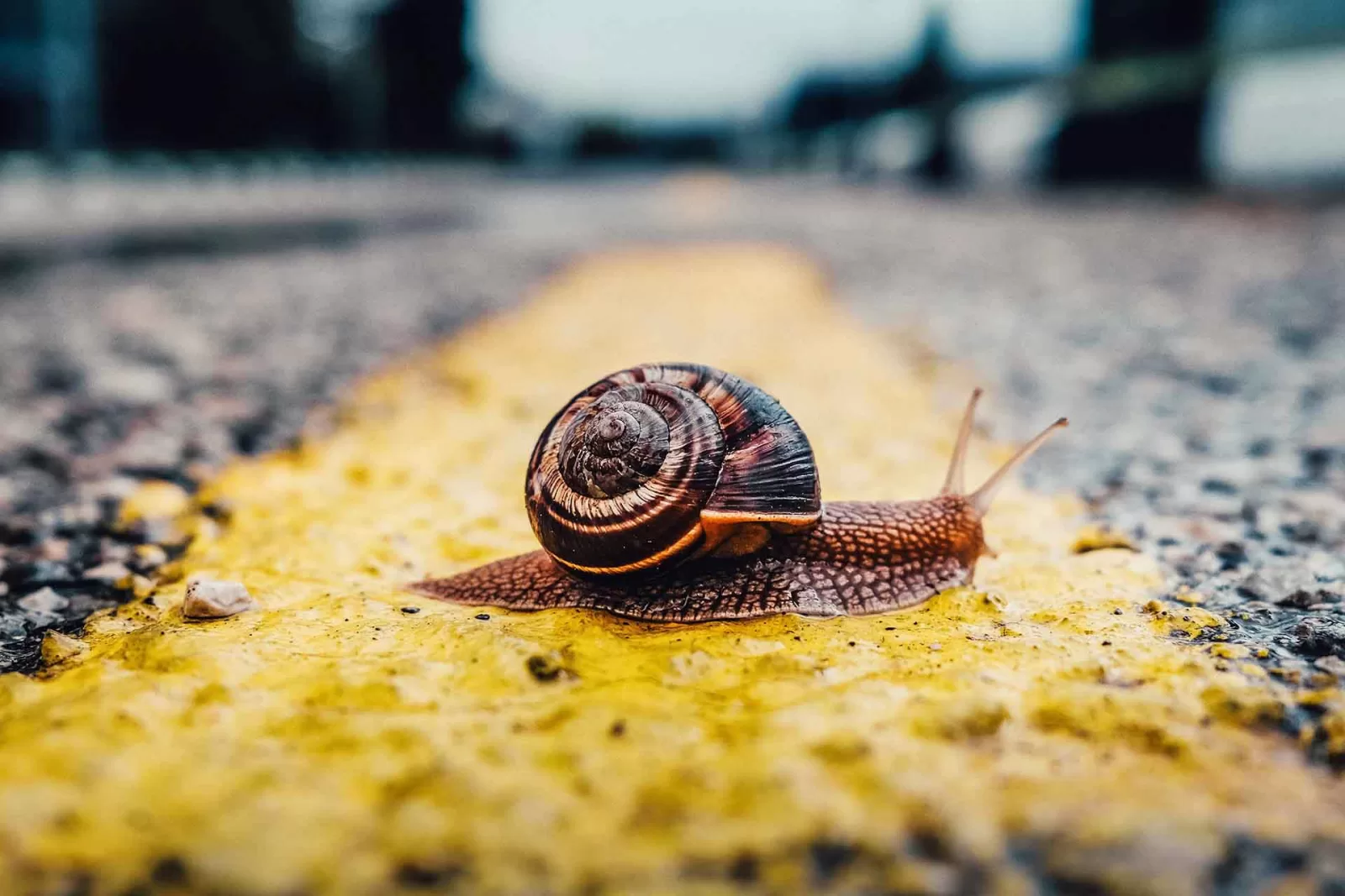 lumaca attraversa la strada: il rallentamento della digitalizzazione delle PMI