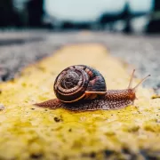 lumaca attraversa la strada: il rallentamento della digitalizzazione delle PMI