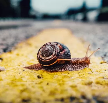 lumaca attraversa la strada: il rallentamento della digitalizzazione delle PMI