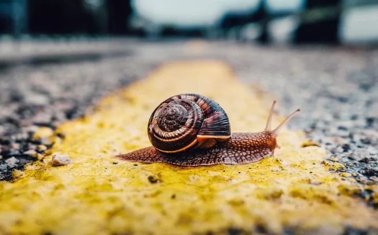 lumaca attraversa la strada: il rallentamento della digitalizzazione delle PMI