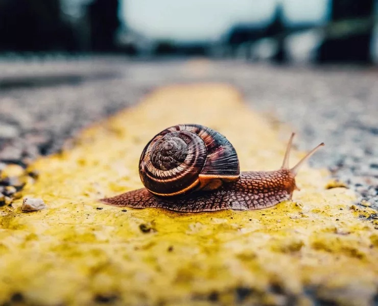 lumaca attraversa la strada: il rallentamento della digitalizzazione delle PMI