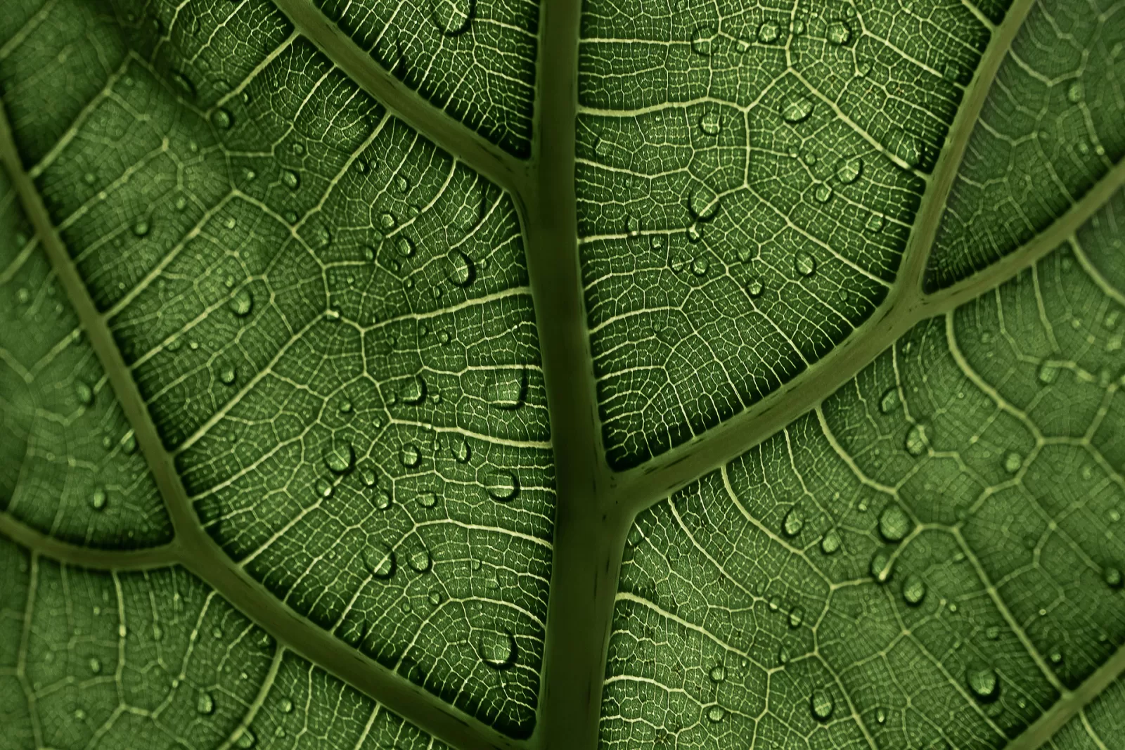 strategie di promozione locale online