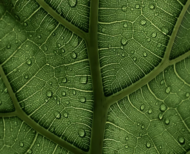 strategie di promozione locale online