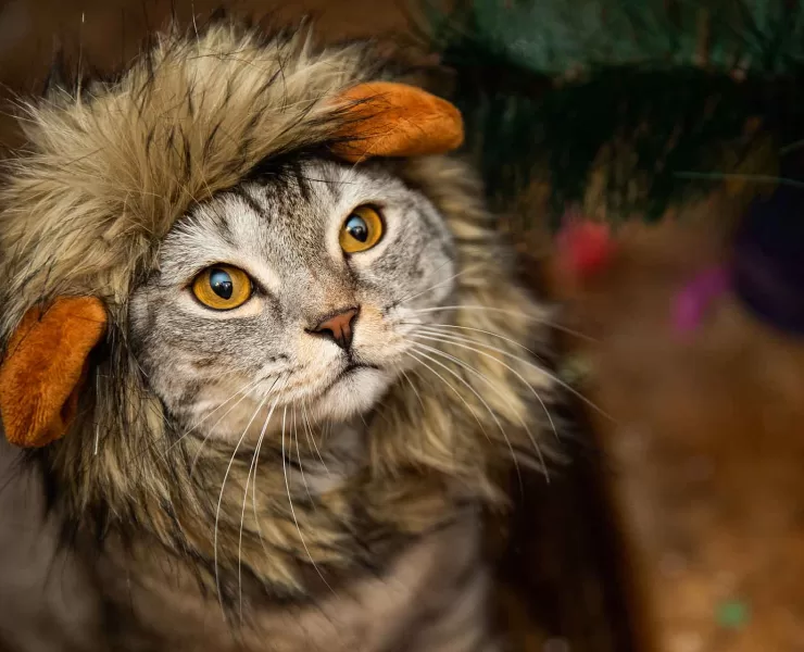 siamo tutti leader di mercato: la pagina chi siamo dei siti