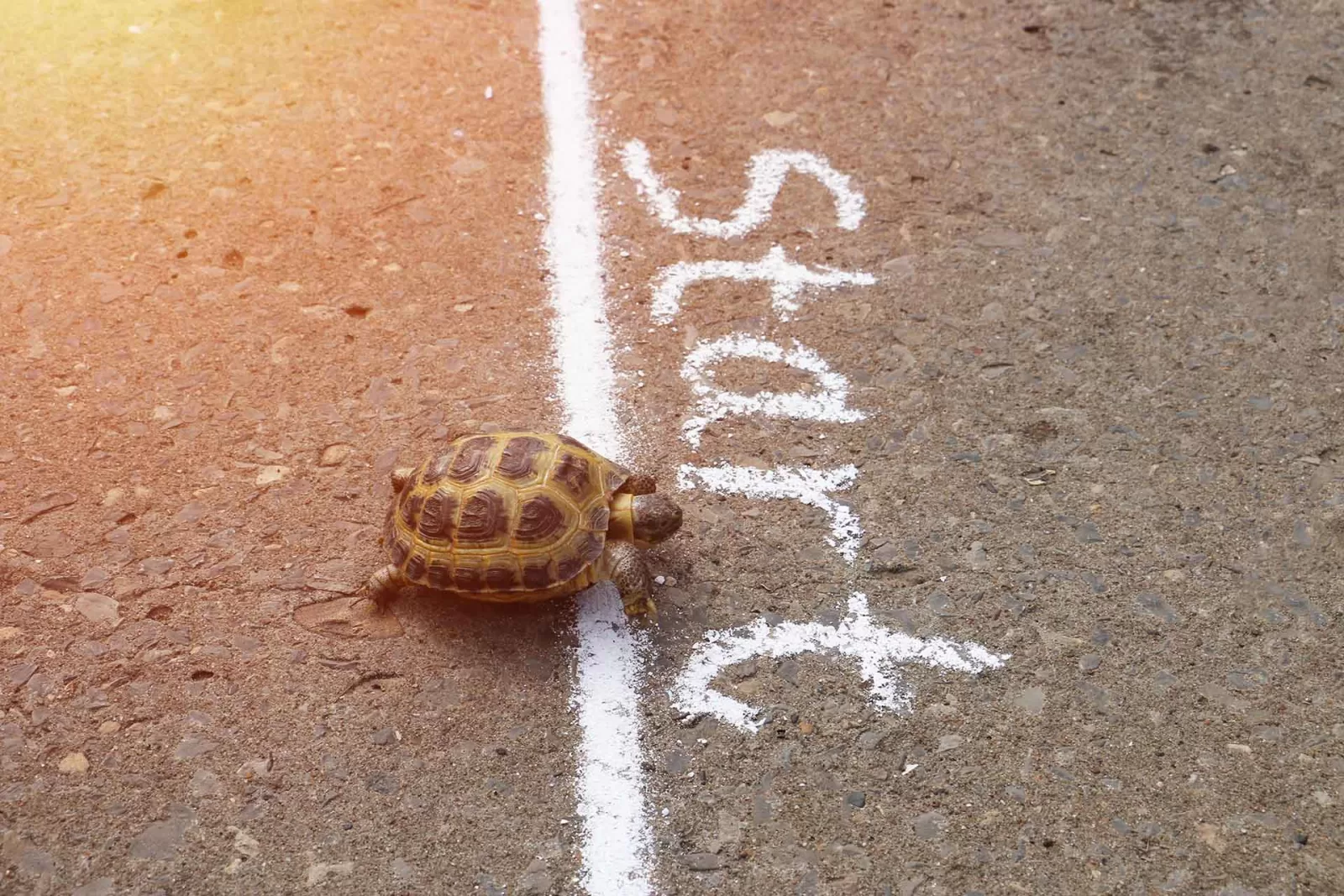 Tartaruga in corsa come metafora dei piccoli brand che vincono con coerenza e visione, non con il budge