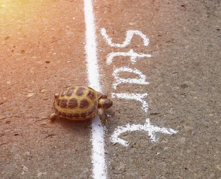 Tartaruga in corsa come metafora dei piccoli brand che vincono con coerenza e visione, non con il budge